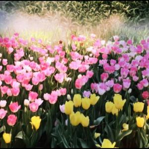 Tulips